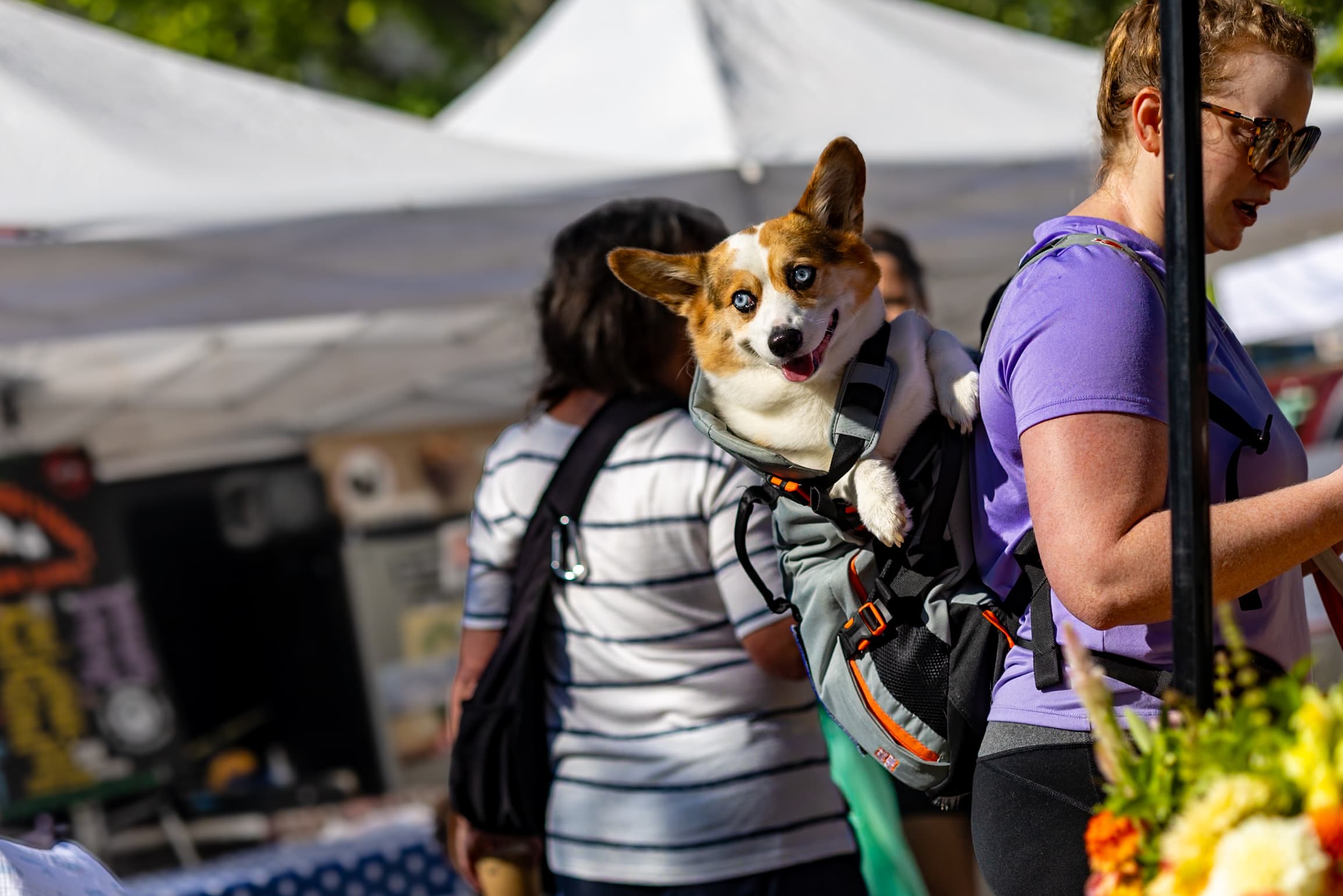 A bright-eyed corgi looks toward the camera while riding in a carrier on a person’s back.