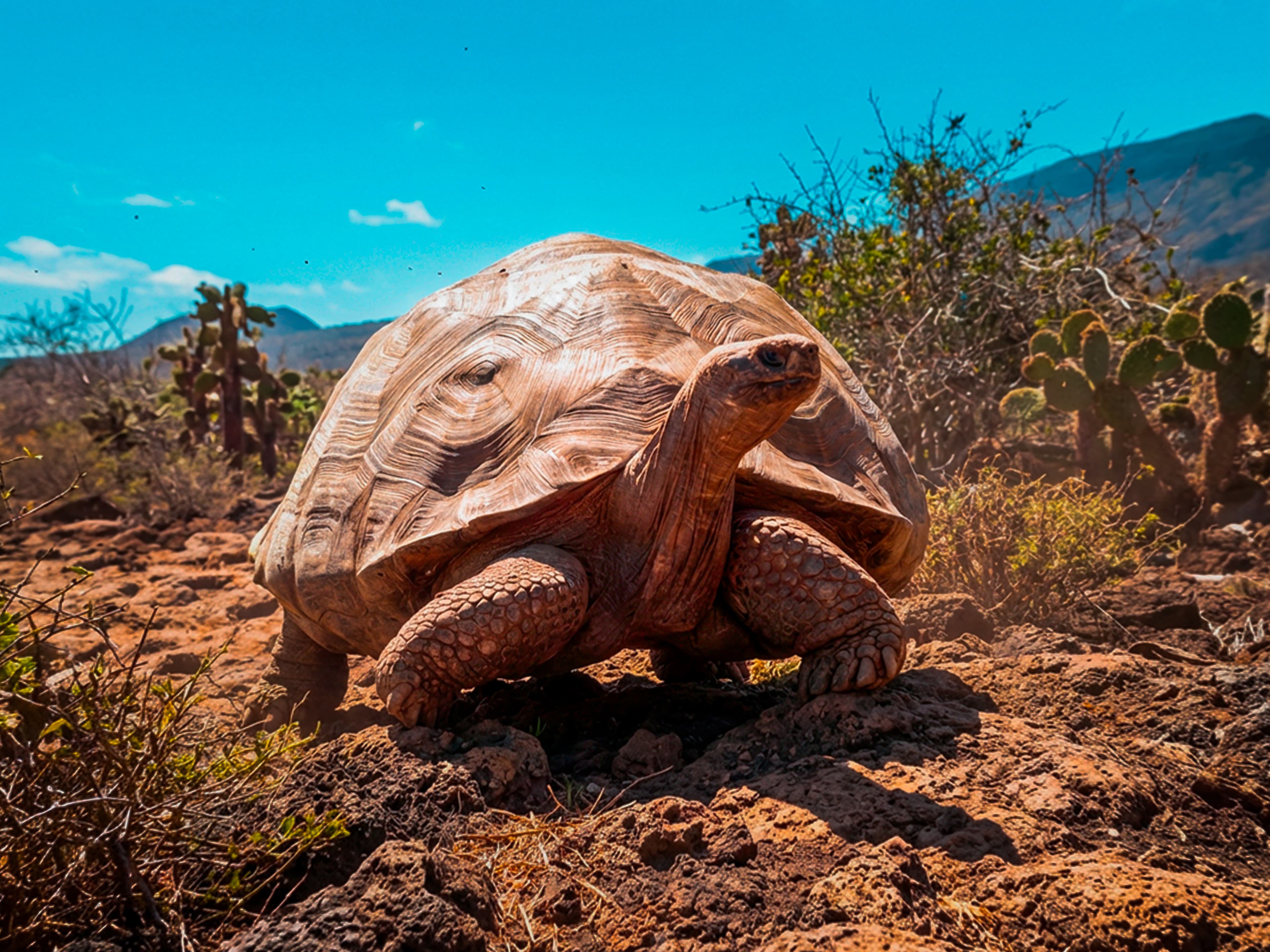 Close low-angle photograph of a large tortoise at Miller Park Zoo beneath a deep blue sky, photographed by John Guest on August 2, 2020.